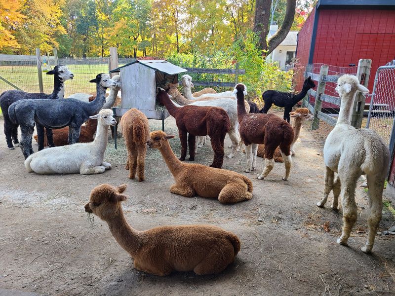 Harvard Alpaca Ranch, Harvard, MA