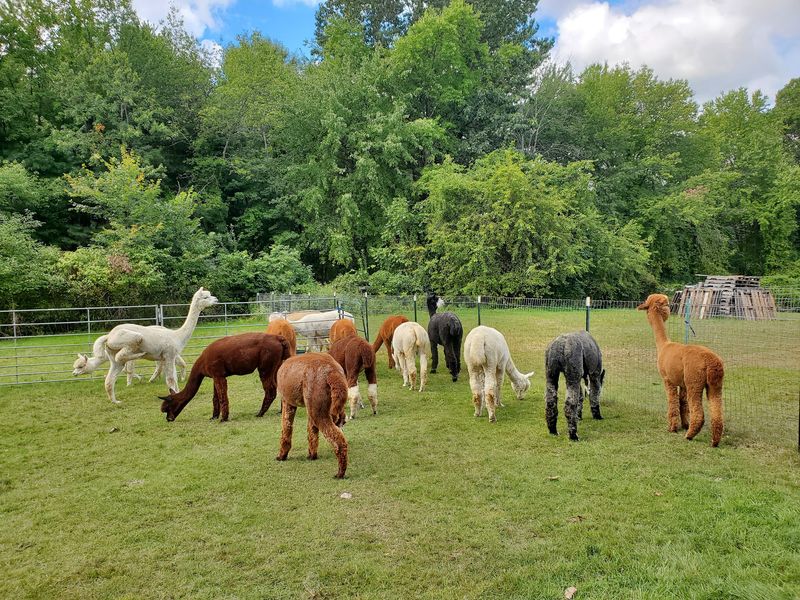 Harvard Alpaca Ranch Harvard Alpaca Ranch