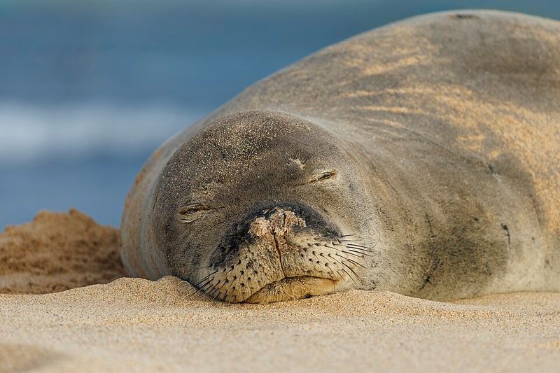 Hawaii: Hawaiian Monk Seal, Kauai, Hawaii Hawaii: Hawaiian Monk Seal, Kauai, Hawaii