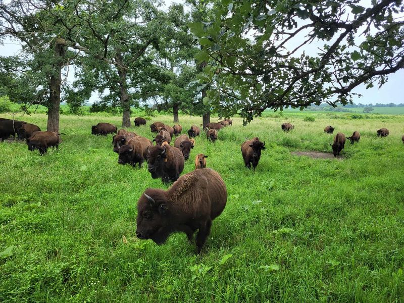Hawkeye Buffalo & Cattle Ranch, Fredericksburg, Iowa