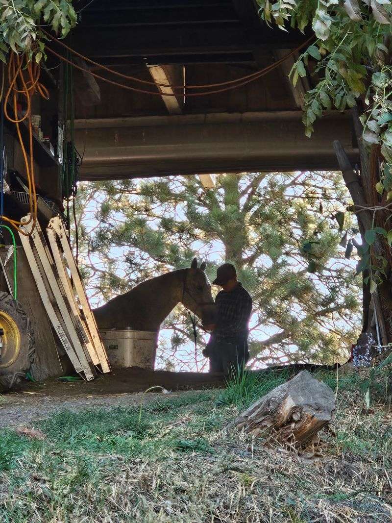 Healing Horses Who Lost Their Trust Healing Horses Who Lost Their Trust