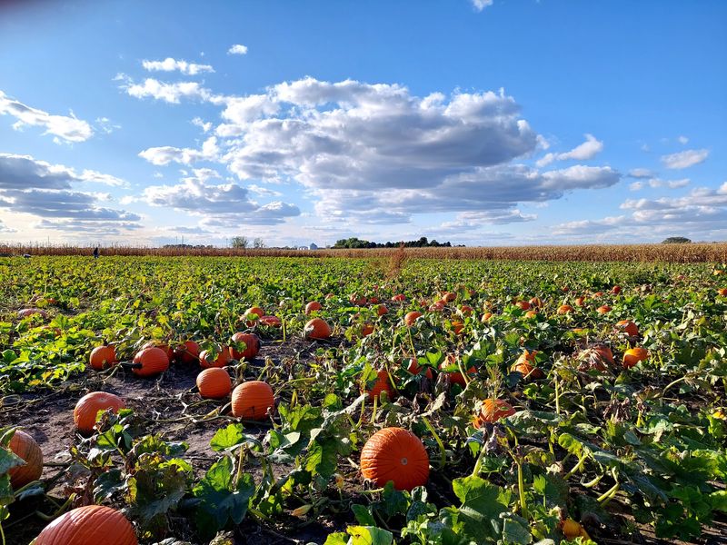 Heaps Giant Pumpkin Farm, Minooka, IL Heaps Giant Pumpkin Farm, Minooka, IL