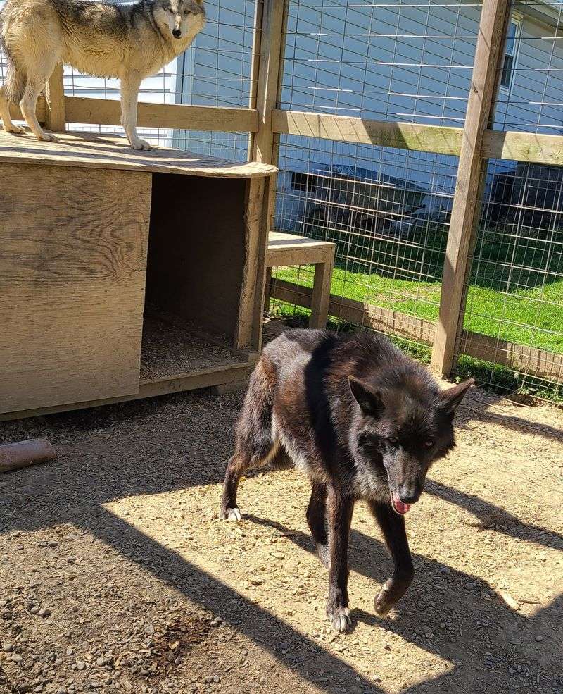 Helping The Pack From Home Or On Site