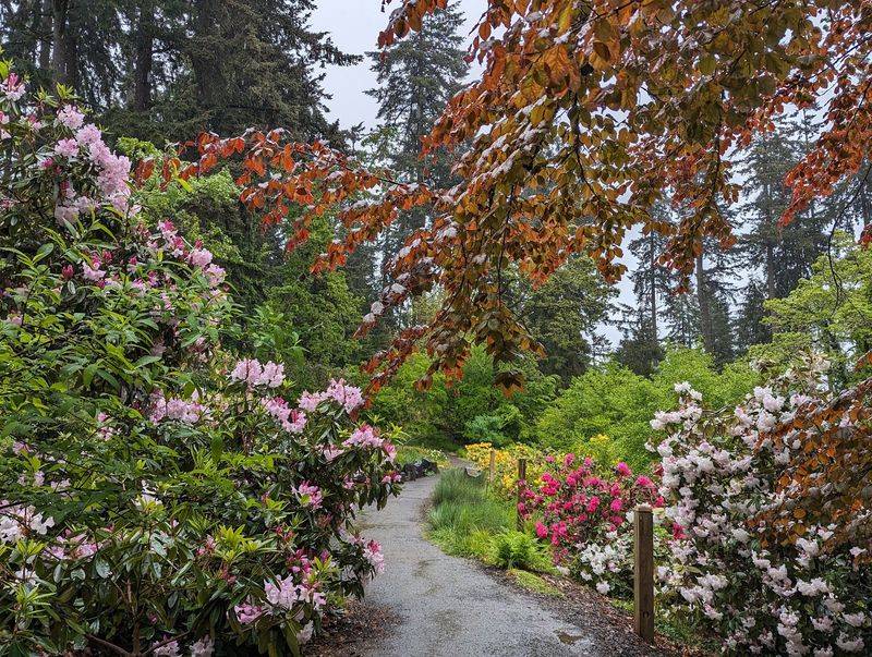 Hendricks Park Rhododendron Garden, Eugene, Oregon