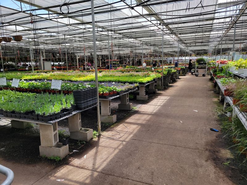 Herb and Vegetable Starts for Everyday Gardens Herb and Vegetable Starts for Everyday Gardens