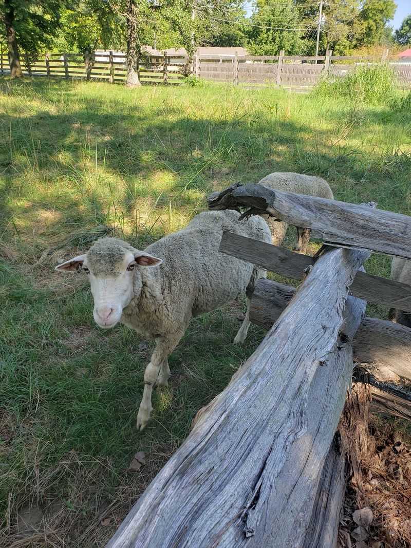 Heritage Turkeys, Merino Sheep, and Catalpa Trees