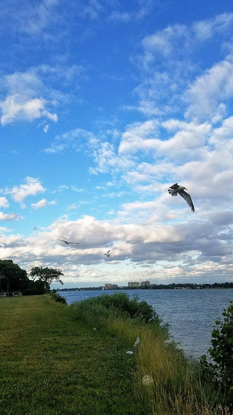Herons, Eagles, and Paddling Paths Nearby