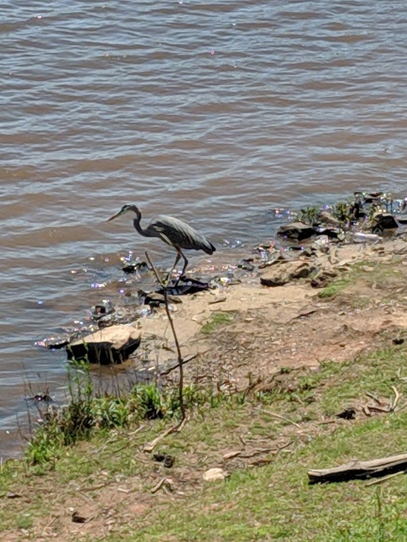 Herons, Hawks and the Occasional Bald Eagle Herons, Hawks and the Occasional Bald Eagle