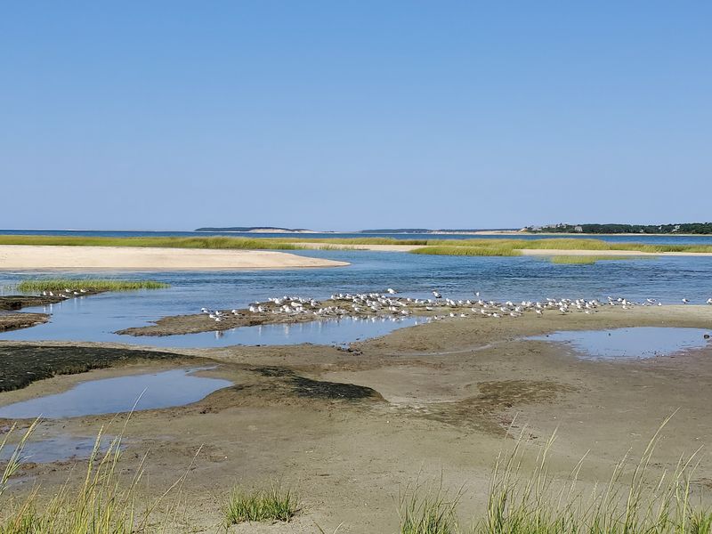 Herons, Ospreys, and Shorebirds