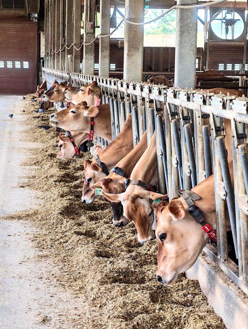 High Lawn Farm, Lee, MA