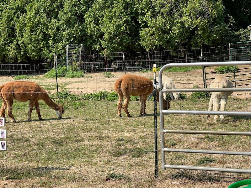 Hill Crest Alpacas Hill Crest Alpacas