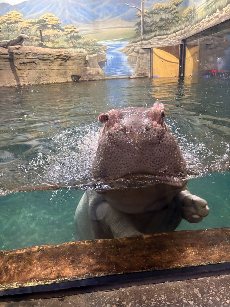 Hippo Haven Steals the Whole Show