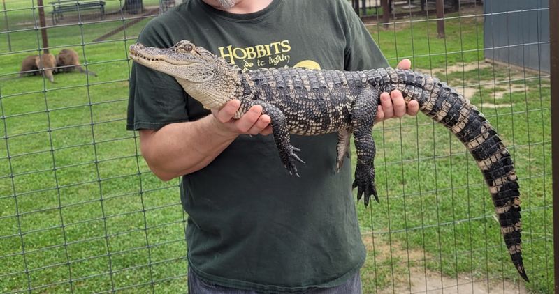 Holding a Young Alligator Up Close Holding a Young Alligator Up Close