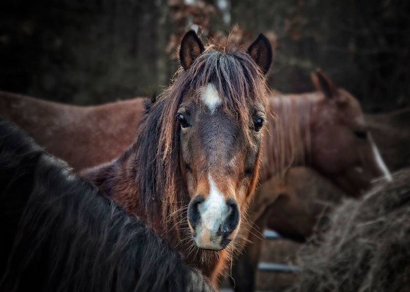 Horse Plus Humane Society, Hohenwald, TN Horse Plus Humane Society, Hohenwald, TN
