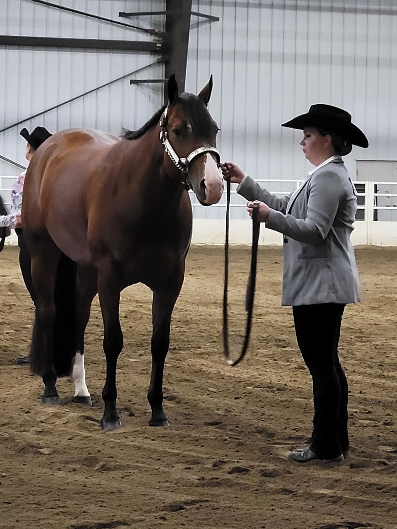 Horse Shows, Sheep Showmanship, And Rabbit Rows