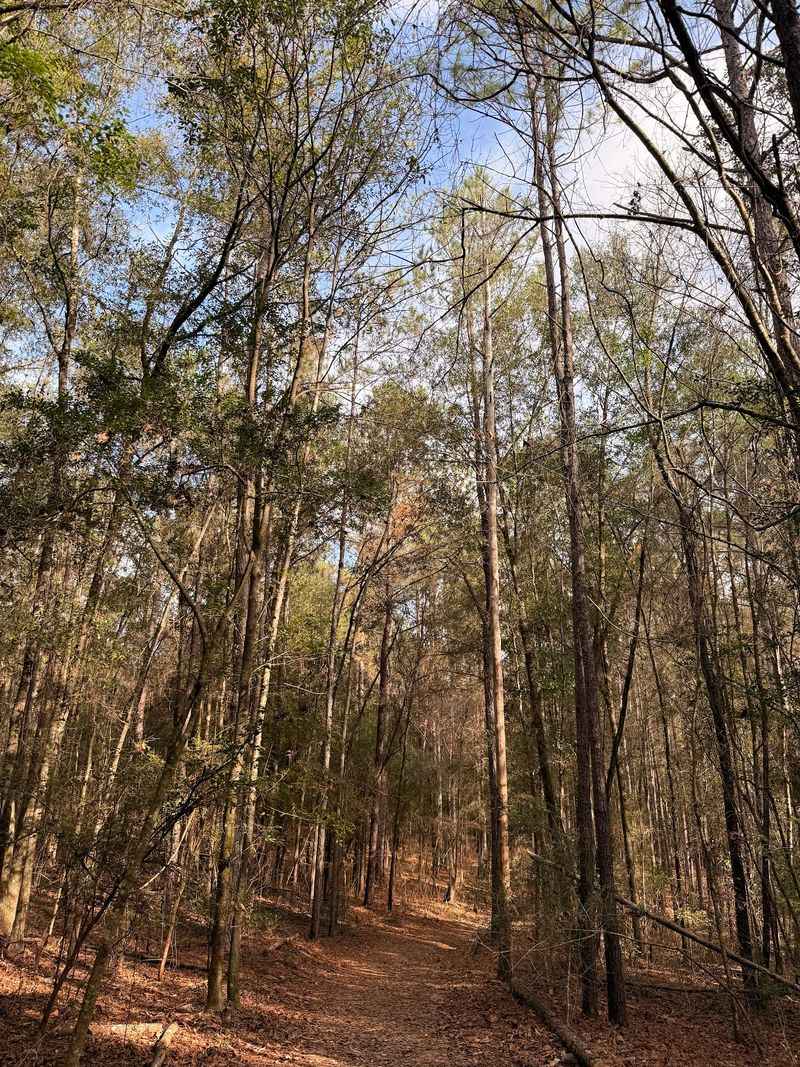 Horseback Riding Through the Woods Horseback Riding Through the Woods