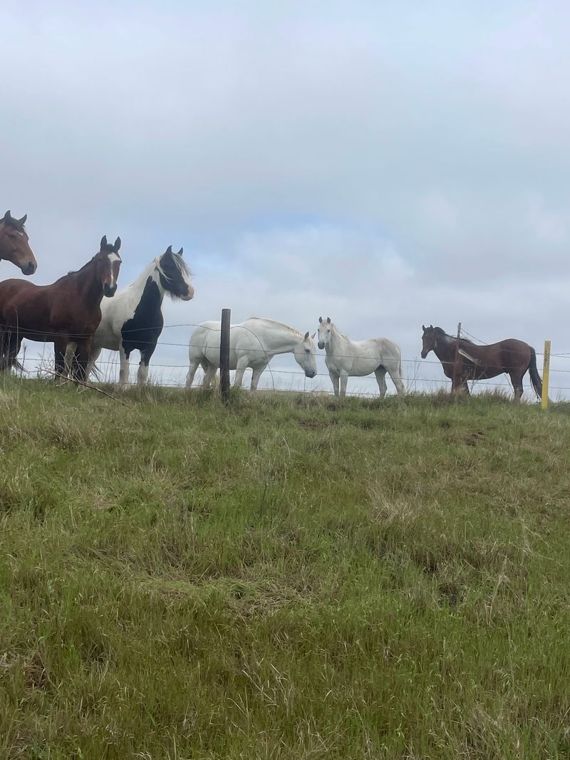Horses Named Clover, Big Mac, and Wild Bill Cody