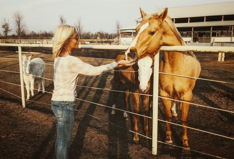 Horses, Pigs, Turkeys and the Rest of the Barnyard Horses, Pigs, Turkeys and the Rest of the Barnyard