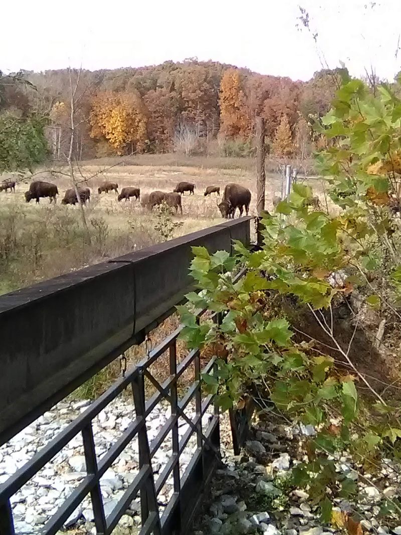 How It Compares to the Elk and Bison Prairie