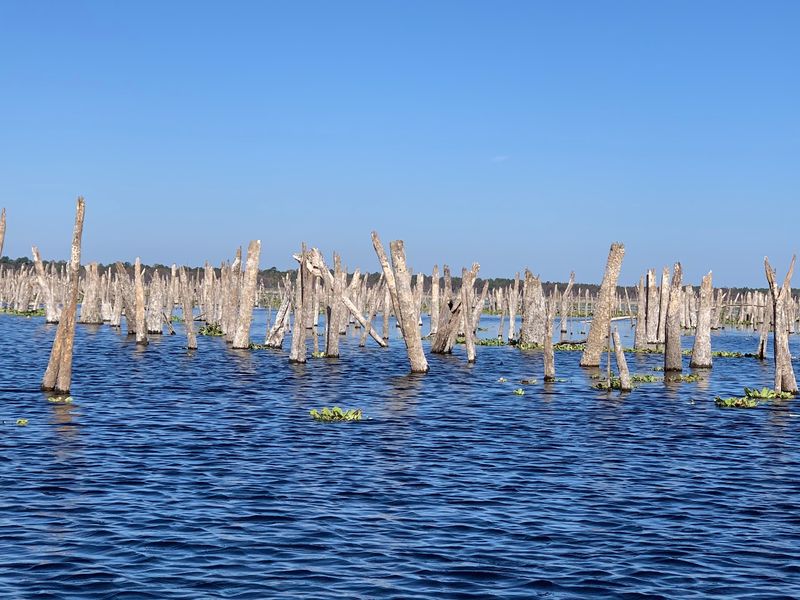 How a Forest Ended Up Underwater How a Forest Ended Up Underwater