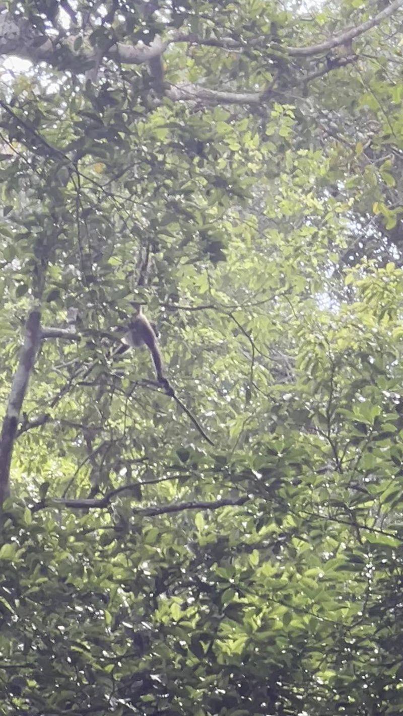 Howler and Spider Monkeys