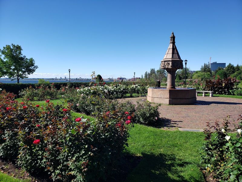 Hundreds of Roses in Tidy Rows