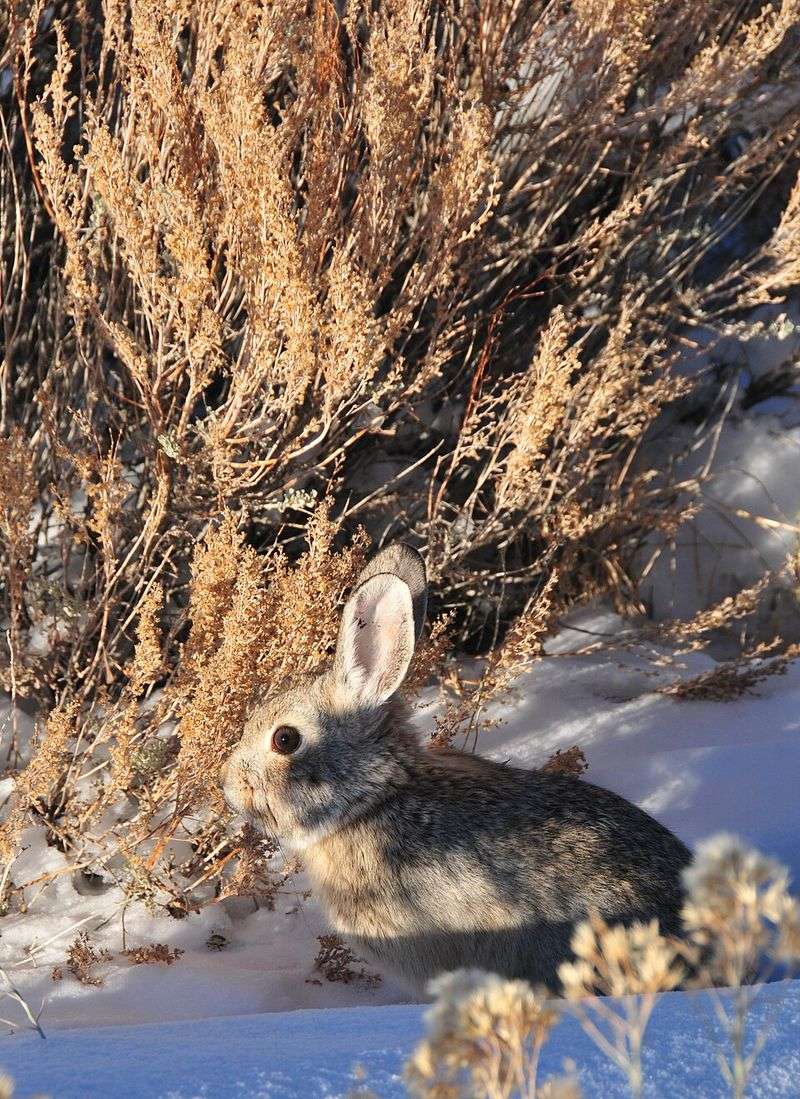 Idaho: Pygmy Rabbit, Craters of the Moon Region, Idaho Idaho: Pygmy Rabbit, Craters of the Moon Region, Idaho