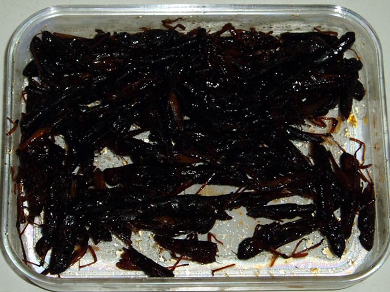 Inago-no-Tsukudani Is Made With Locusts Inago-no-Tsukudani Is Made With Locusts