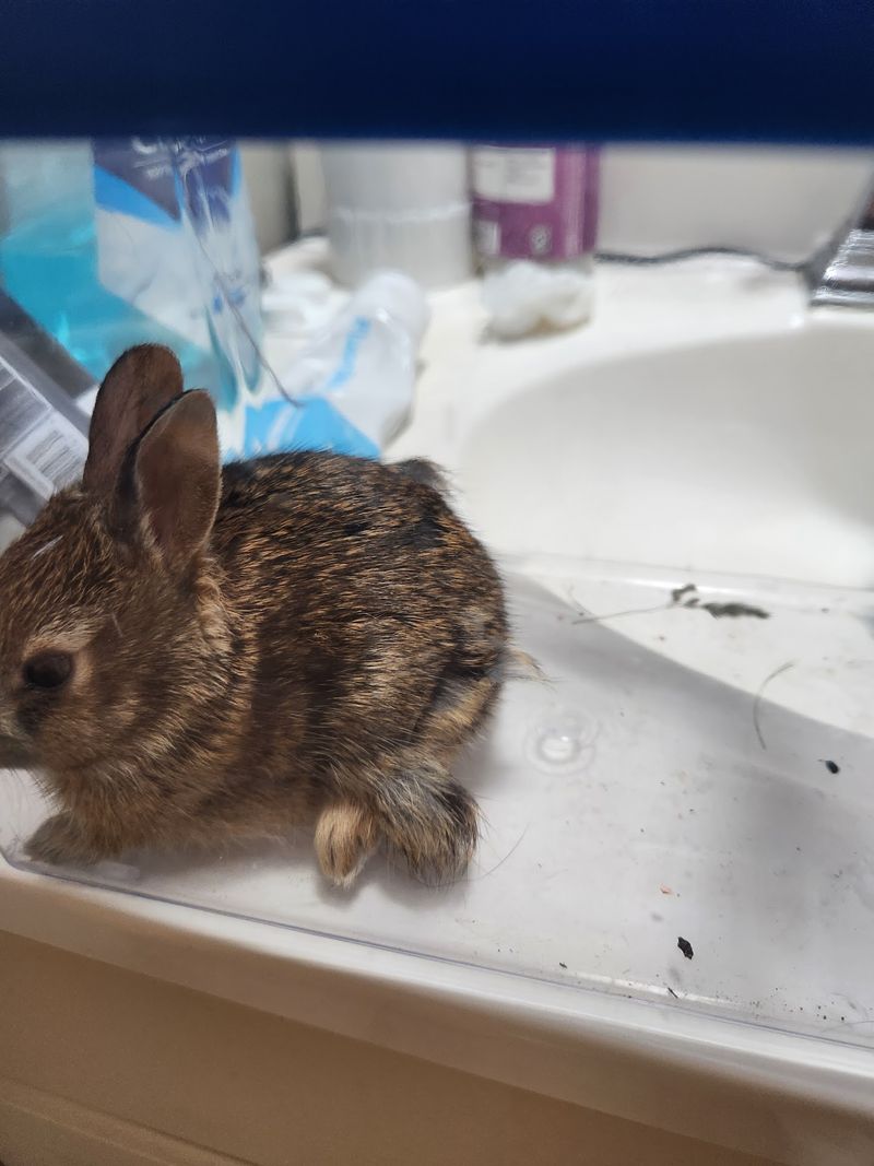 Injured, Not Orphaned: The Clinic's Focus