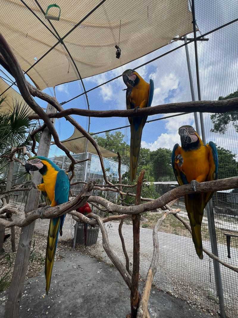 Inside the Giant Macaw Enclosure