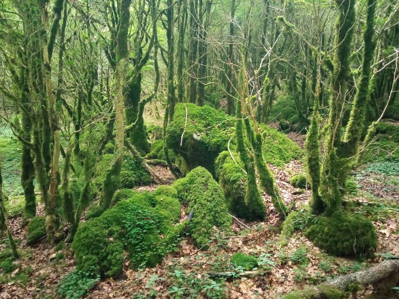 Irati Forest, Spain Irati Forest, Spain