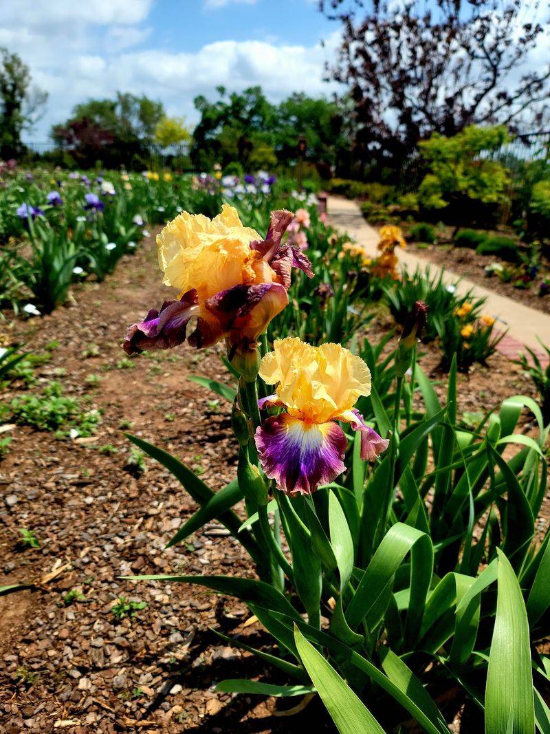 Iris and Lily Season in Full Color