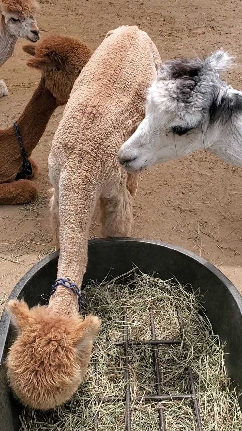 Island Alpaca Company, Vineyard Haven, MA