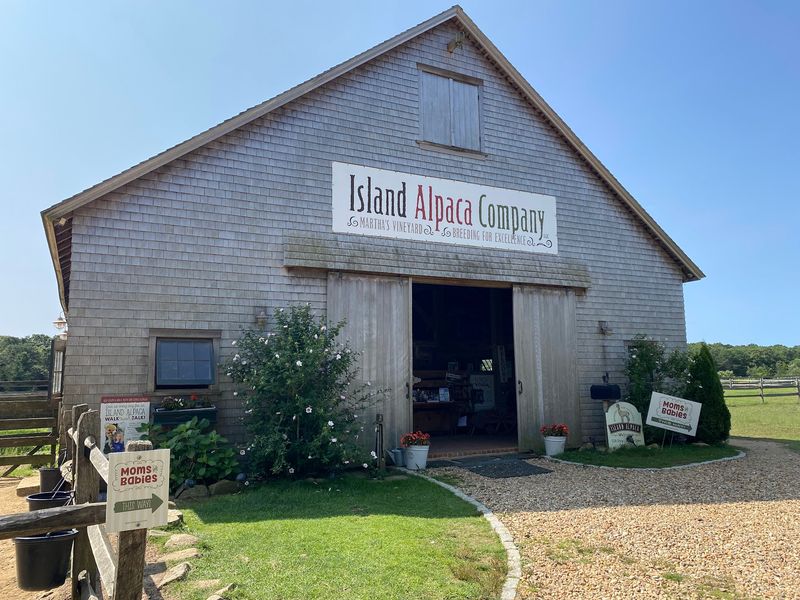 Island Alpaca Company Island Alpaca Company