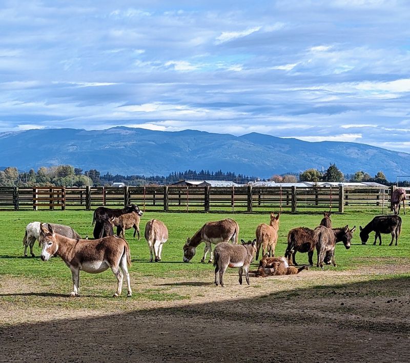 JF Miniature Donkeys, Mount Vernon, Washington JF Miniature Donkeys, Mount Vernon, Washington