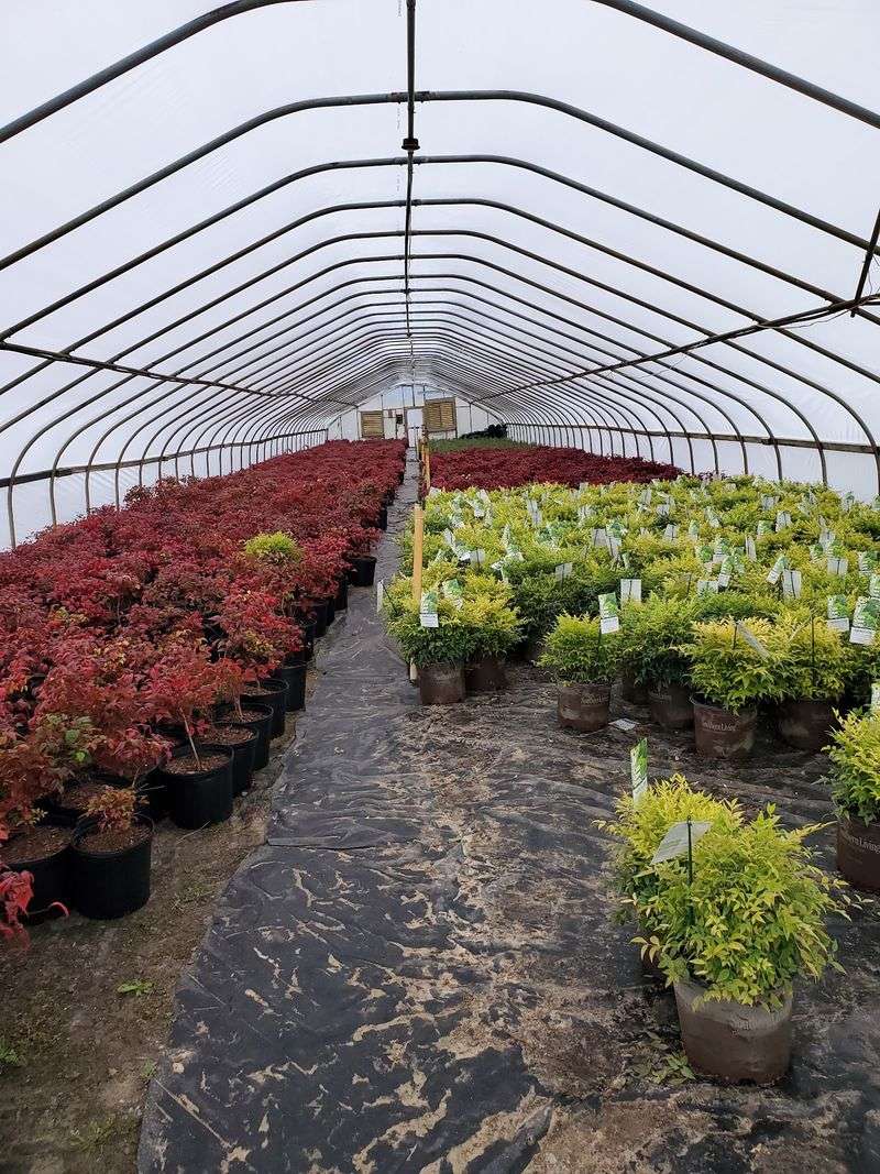 Japanese Maples by the Dozen