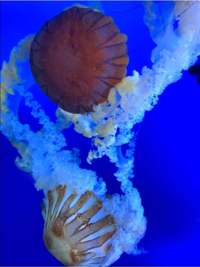 Jellyfish Glow and the Deepwater Tank Jellyfish Glow and the Deepwater Tank