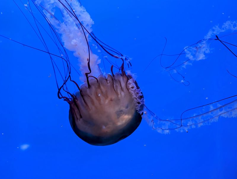 Jellyfish and Hands-On Science