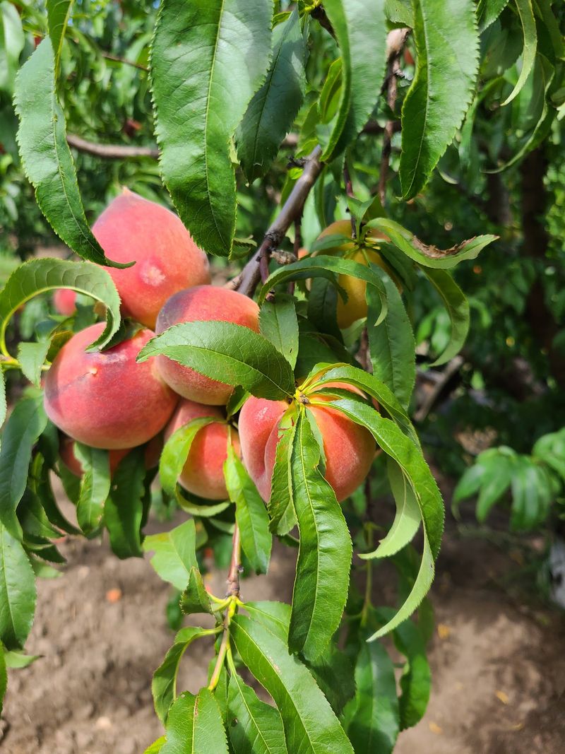 Jenschke Orchards Jenschke Orchards