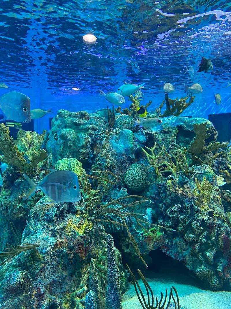 John Pennekamp Coral Reef State Park