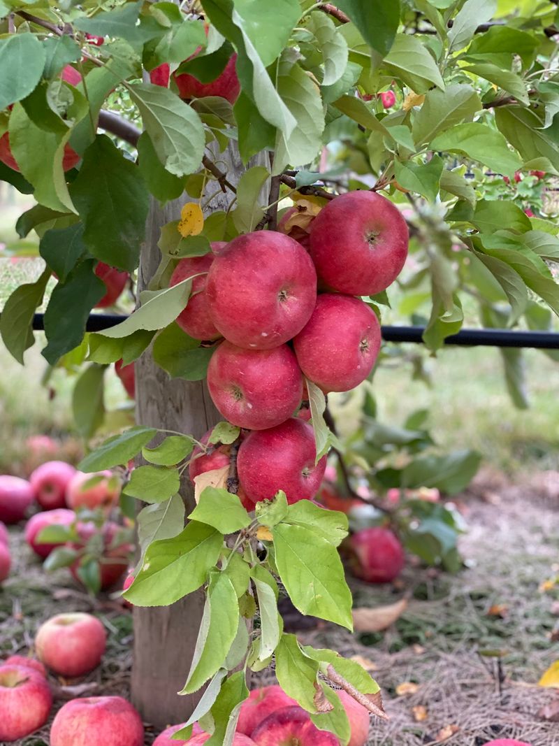 Jonamac Orchard, Malta, IL Jonamac Orchard, Malta, IL