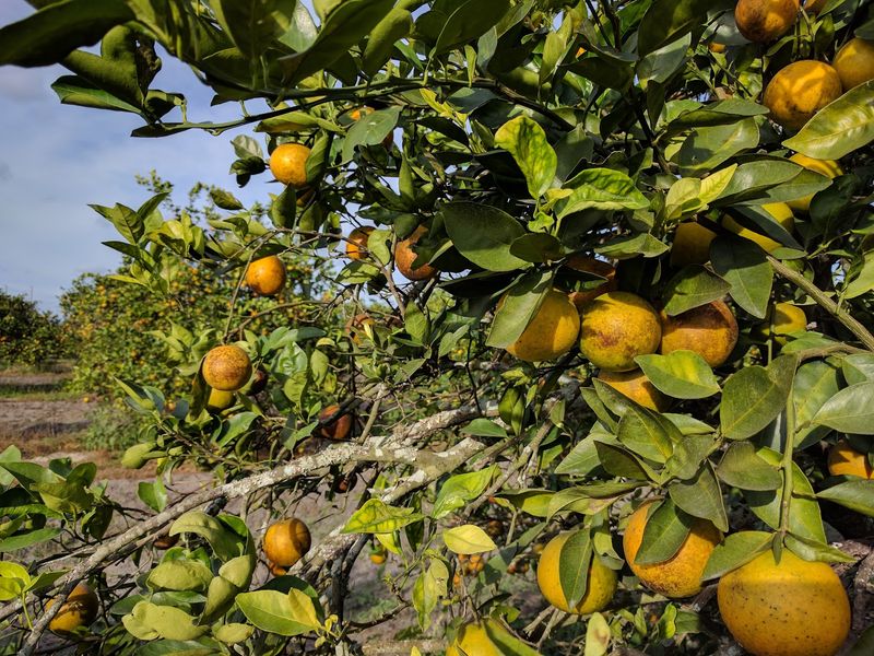 Joshua Citrus Inc, Arcadia, FL Joshua Citrus Inc, Arcadia, FL