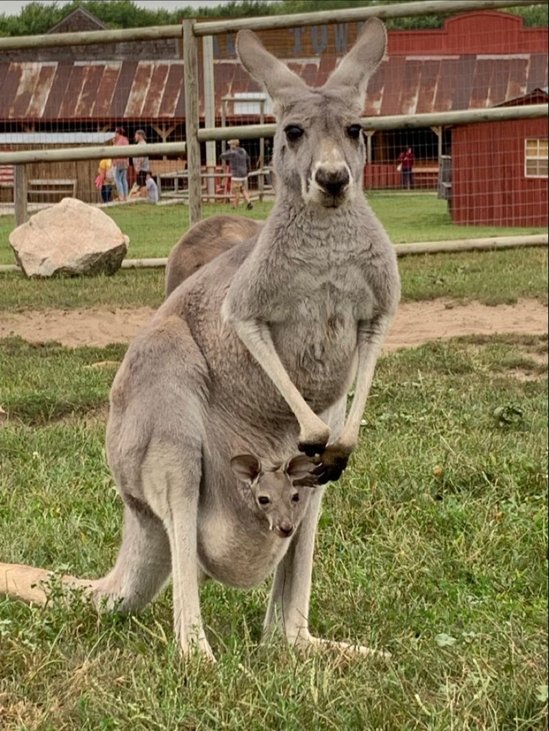 Kangaroos, Lemurs, and a Passport-Free World Tour