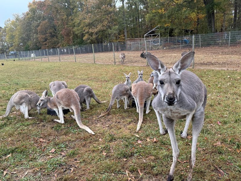 Kangaroos, Zebras, and a Surprising Cast