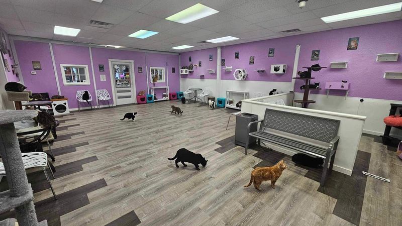 Karma Kat Cafe & Rescue, Mount Pleasant, Michigan Karma Kat Cafe & Rescue, Mount Pleasant, Michigan