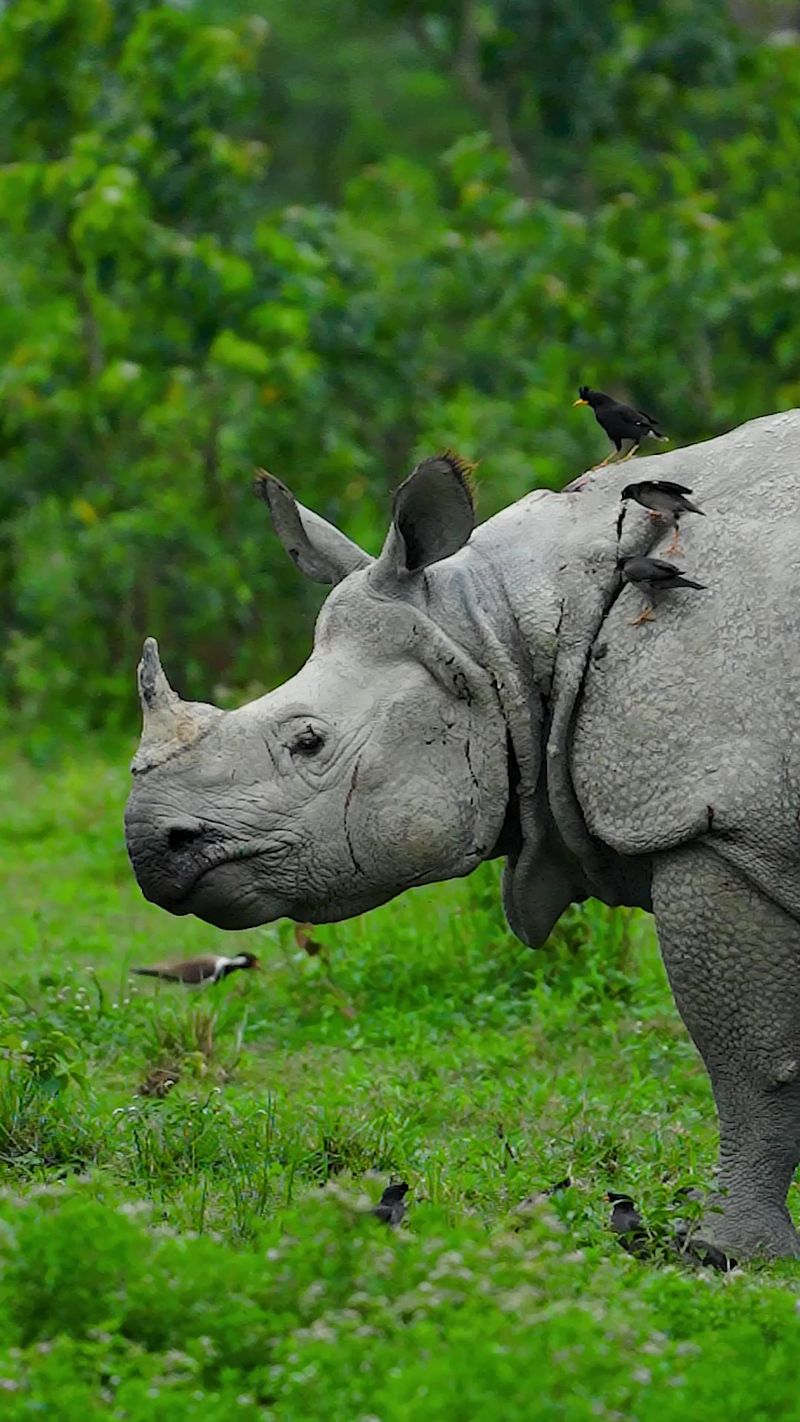Kaziranga National Park, India: One-Horned Rhinoceroses