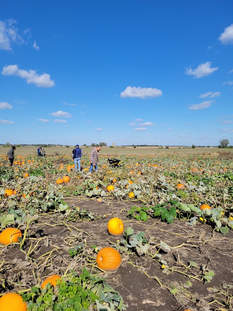 Keller’s Farmstand, Oswego, IL Keller’s Farmstand, Oswego, IL
