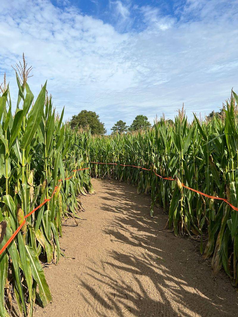 Kens Korny Corn Maze, Garner, NC