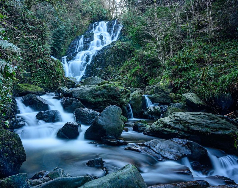 Killarney's Native Woodlands, Ireland Killarney's Native Woodlands, Ireland