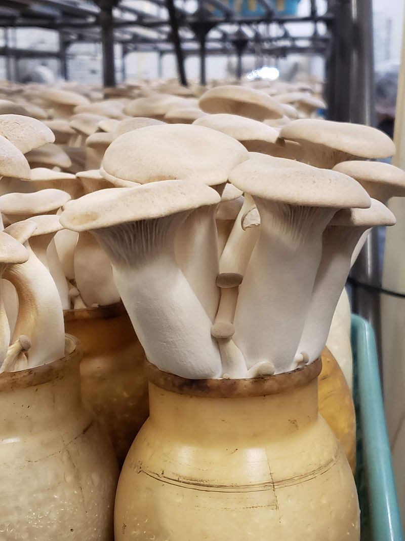 King Oysters Fit for a Restaurant Menu King Oysters Fit for a Restaurant Menu